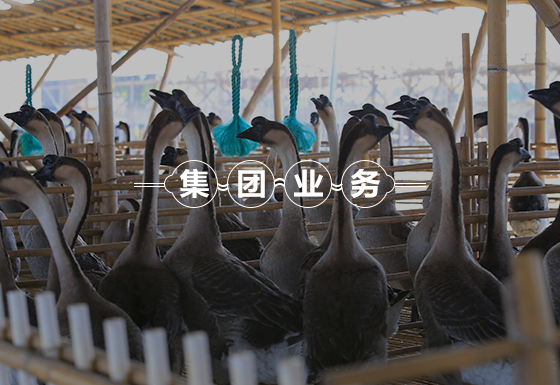 养殖
