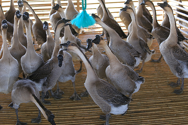 昆明大型甘鬃鹅养殖基地