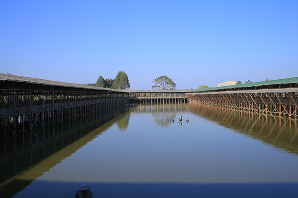 东莞大型养鹅基地